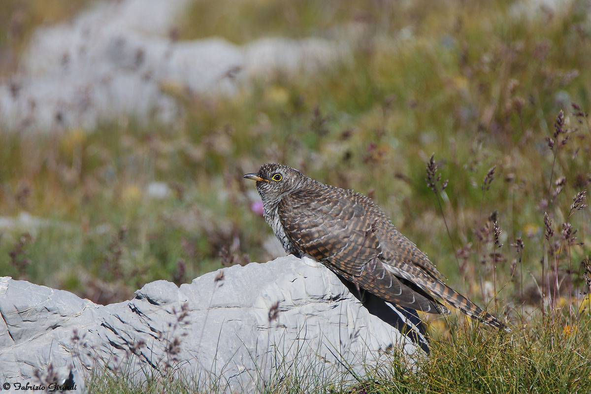 Cuculo juv.